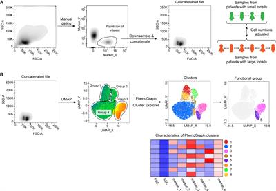 The Tonsil Lymphocyte Landscape in Pediatric Tonsil Hyperplasia and Obstructive Sleep Apnea